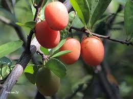 Image result for Ximenia afra