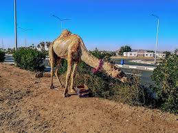 How do camels adapt to their environment? 341 Camel Leg Photos Free Royalty Free Stock Photos From Dreamstime