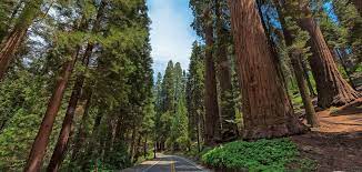 The sculptures range in height from 20 to 40 feet (6.1 to 12.2 m), and are between 8 and 10 feet (2.4 and 3.0 m) in diameter. Avenue Of The Giants The Redwoods Road Trip You Need To Take
