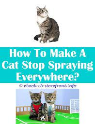3 Unbelievable Tips How To Get Cats To Stop Scratching Furniture Spray Stud Pants To Keep Cat From Spraying Citrus Based Repellent Spray Cat Differenc Admirable