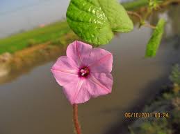 Image result for Ipomoea dichroa