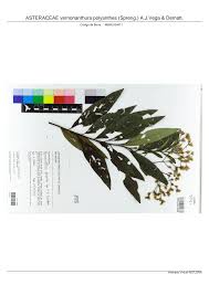 Image result for Vernonanthura polyanthes