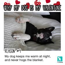 Onepet Co Dog Daycare Training Your Dog Sleeping Dogs