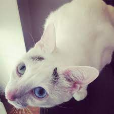 ey kaslari keman cat cats catsofinstagram catstagram cats of instagram pets petstagram petsofinstagram insta inst baby cats animals cute cat