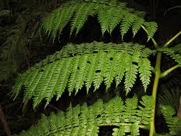 Image result for Marattiaceae