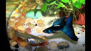 How To Breed Guppies Step By Step Youtube