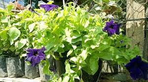 Gambar bunga begonia paling bagus download now bunga begonia. Bunga Begonia Paling Banyak Dicari Para Ibu Rumah Tangga Ini Harganya Serambi Indonesia