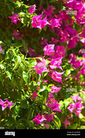 Image result for Nyctaginaceae