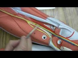 We did not find results for: Blood Vessels And Nerves Of The Leg Youtube