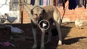 Kangaltv Adli Kullanicinin Kangal Dogs And Woman Kangal Kopegi Ve Kadin Panosundaki Pin Kangal Kopegi Kopek Akbas