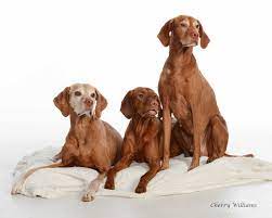 Puppies for sale near cincinnati, ohio, usa, page 1 (10 per page) puppyfinder.com is your source for finding an ideal puppy for sale near cincinnati, ohio, usa area. Fawa Vizslas About