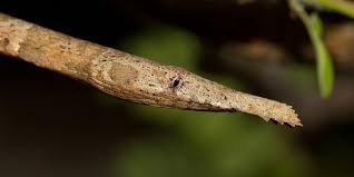 Image result for Nesogenes madagascariensis