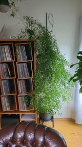 Image result for Asparagus falcatus