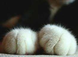 Tumblr Kedi Patisi Ile Ilgili Gorsel Sonucu Sevimli Kedi Yavrulari Sevimli Kediler Kedi