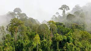 Envío gratis con amazon prime. Amazonas Stosst Mehr Treibhausgase Aus Als Er Speichert Wetter De