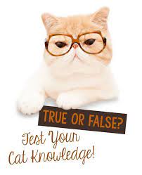 Shop By Category Ebay Cats Cat Love Pet Parent