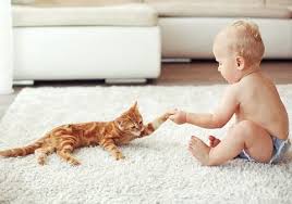 Check spelling or type a new query. How To Buy Non Toxic Carpeting What Is Polypropylene Gimme The Good Stuff