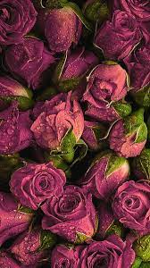 1280x800 pink roses hd wallpaper 16 love pink roses wallpaper wallpaper pink. Hd Lovely Pink Rose Wallpapers Peakpx