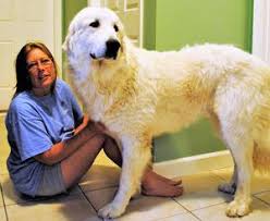 Why buy a great pyrenees puppy for sale if you can adopt and save a life? Great Pyrenees Puppies For Sale Wells Providence Akc Champion Breeder Of Superior Great Pyrenees Puppies