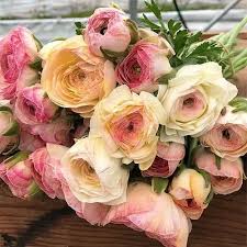 Image result for Ranunculus stagnalis