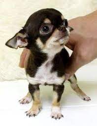 Reciclandoenelatico Chihuahua Puppies Cute Chihuahua Chihuahua Dogs