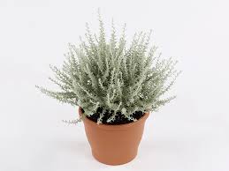 Image result for Helichrysum graniticola