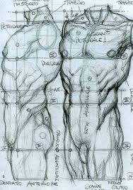 Human anatomy internal organs on man body. Character Anatomy Male