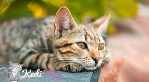 erkek kedilerde kizginlik donemi hakkinda hersey kedi blog
