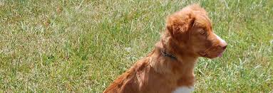Check spelling or type a new query. Register My Litter United Kennel Club Ukc