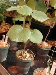 Image result for Chasmanthera dependens