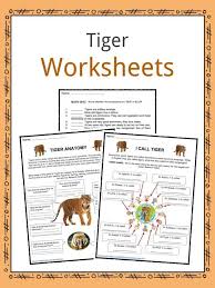 Even if you're a zoology expert, this list might just surprise you. Tiger Facts Worksheets Diet Habitat Information For Kids