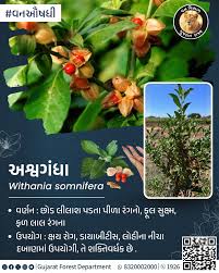 Image result for Anticharis