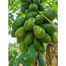 Check spelling or type a new query. 786 Red Lady F1 Full Sun Exposure Green Papaya Tree Plant For Fruits Rs 14 Bag Id 22054661548