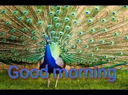 We did not find results for: Good Morning Peacock Whatsapp Videos Youtube