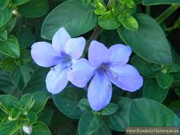 Image result for Barleria setosa
