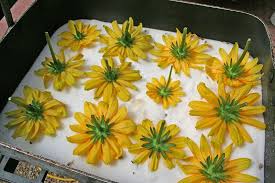 Be sure that the petals are free from liquid water or condensation before beginning the silica gel process. Drying Flowers Old House New Garden Dried Flowers Diy Perserving Flowers Dried Flowers