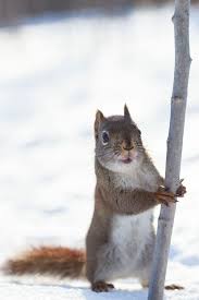I M Ready For The Hike Squirrel Pictures Squirrel Cute Animals