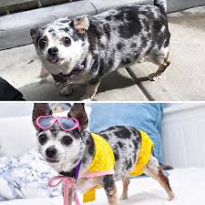 Educated dogs cute dogs funny dogs polite dogs , dog lovers share it !!! 30 Adorable Good Boys And Girls That Lost Weight Bored Panda