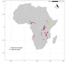 Image result for Mucuna stans