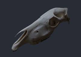 Horse Upper Skull Scan 3d Model Obj Blend 1 Horse Bones Horse Skull Horses
