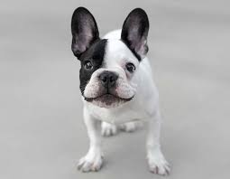 Breed Spotlight: French Bulldog - Animal Behavior College