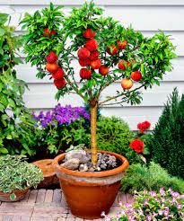 Your apple tree will start producing organic fruit with in one season of being planted, so the following fall harvest will bear fruit depending on the species and size of your tree. 5pcs Sweet Peach Tree Fruit Bonsai Plant Seeds Organic Fruits Peaches Seed Home Ebay Dwarf Fruit Trees Fruit Trees In Containers Fruit Plants