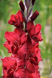 Chocolate Ripple Gladiolus Flower Gladiolus Red Flowers