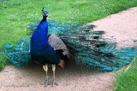Bird Vogel Goruntuler Ile Kus Tavus Kusu Kusu