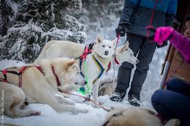 Chien de traineaux schnepfenried : Mon Bapteme De Chien De Traineau Scoobidoo Une Fille En Alsace