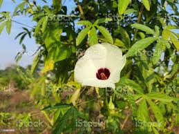 Image result for Hibiscus diversifolius