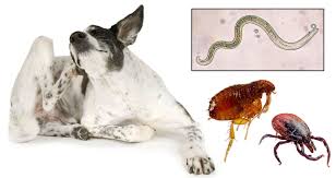 European Regulators Approve Zoetis Simparica Trio Today S Veterinary Business Just one simparica trio chewable does the job of two or three parasiticides in a single chewable—the way pet owners prefer to give preventatives to their dogs.3. european regulators approve zoetis