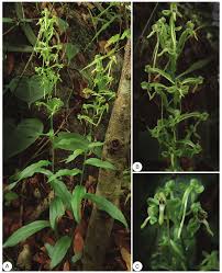 Image result for Habenaria chirensis