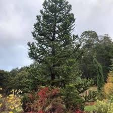Image result for Araucaria angustifolia