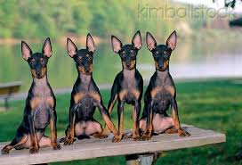 Manchester Terrier English Toy Terrier Black And Tan